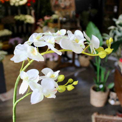 Small White Phalaenopsis Orchid Stem