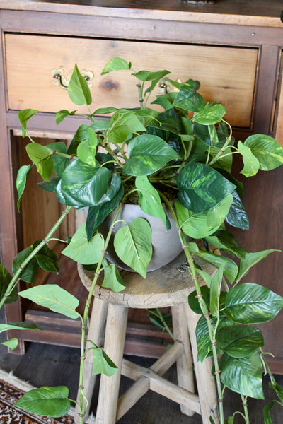 Large Pothos Hanging Bush