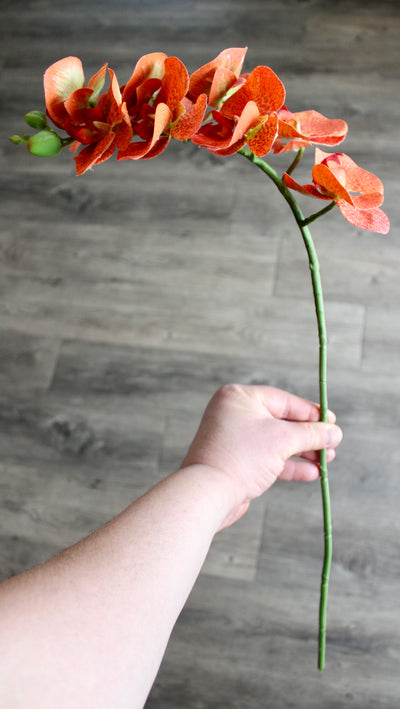 Orange Phalaenopsis Orchid