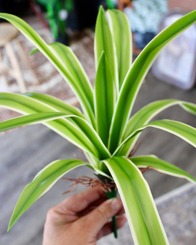 Spider Plant