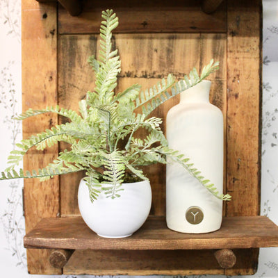 Potted Frosted Fern