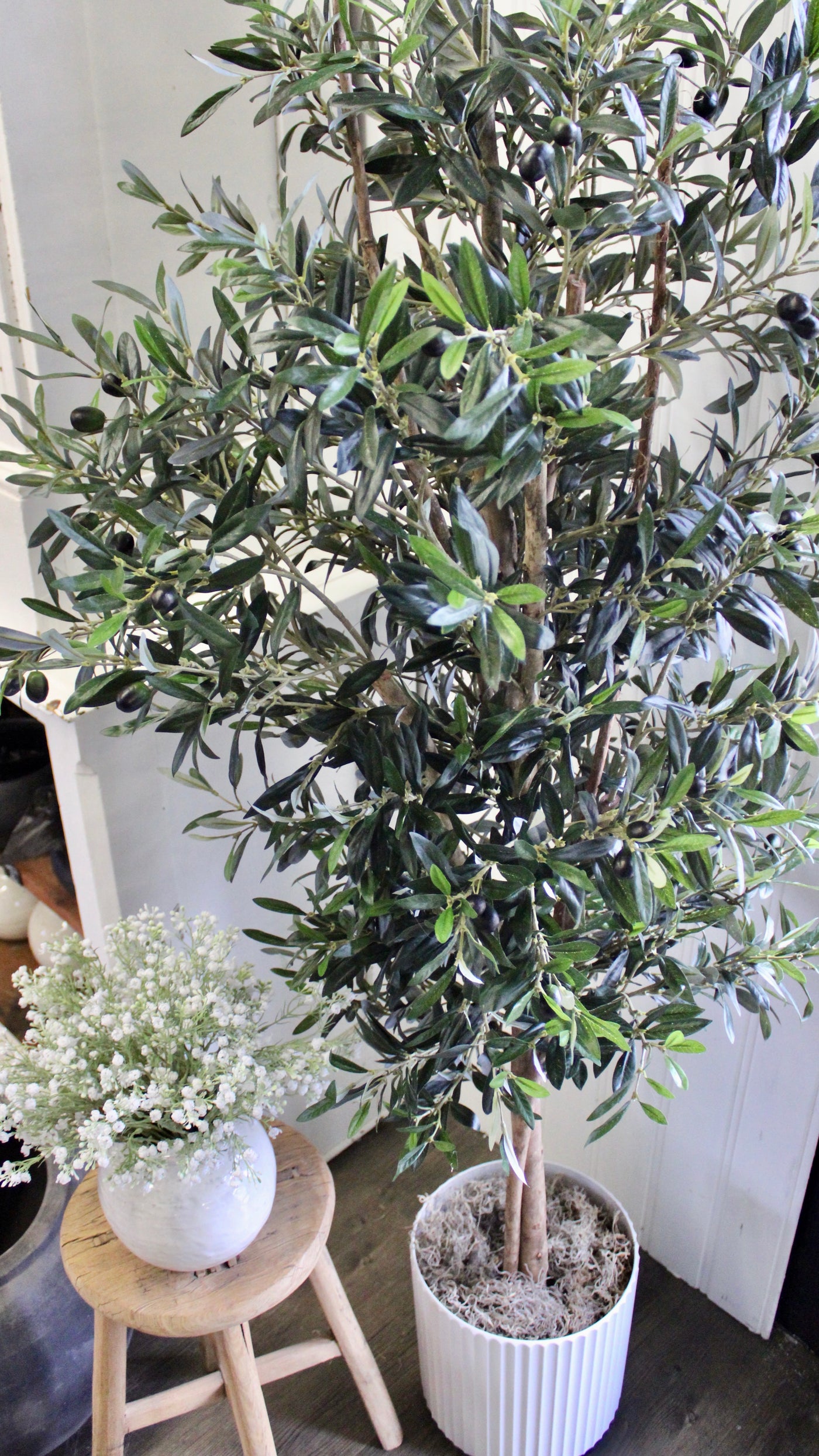 74” Natural Trunk Olive Tree