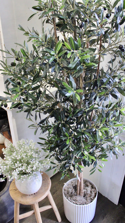 74” Natural Trunk Olive Tree