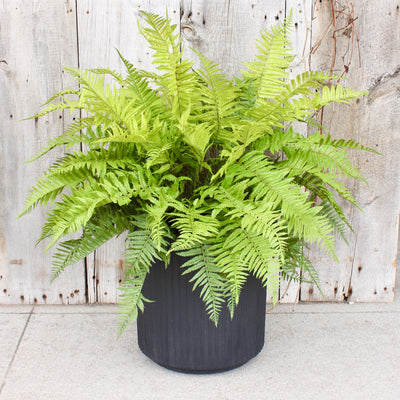 Lady Fern Drop-In