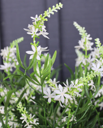 Sweet Veronica Bush White