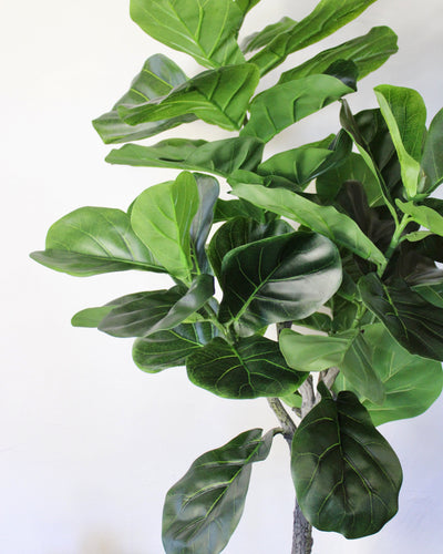 5’ Fiddle Leaf Fig Tree (Topiary)