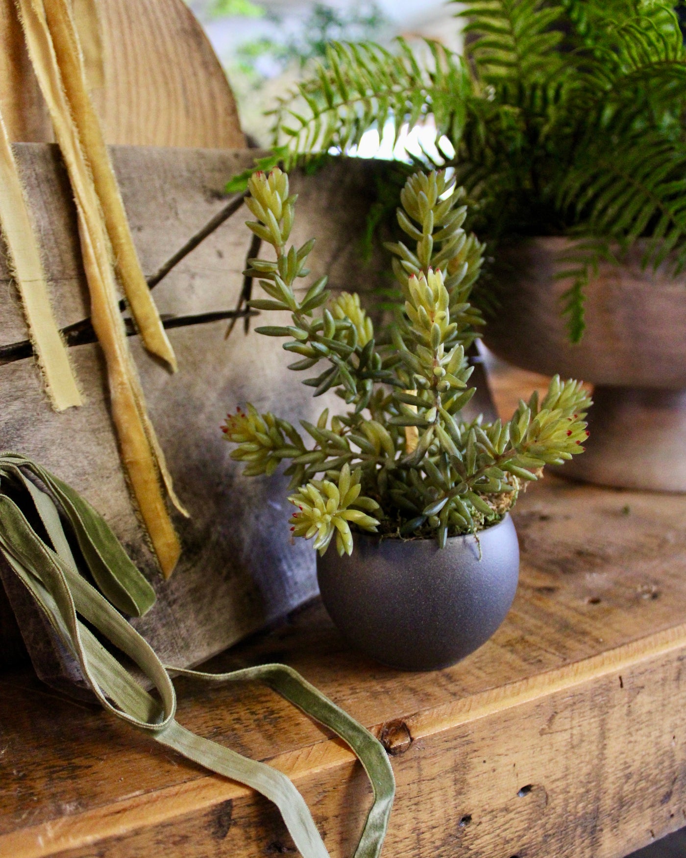 Potted Barberton Succulent