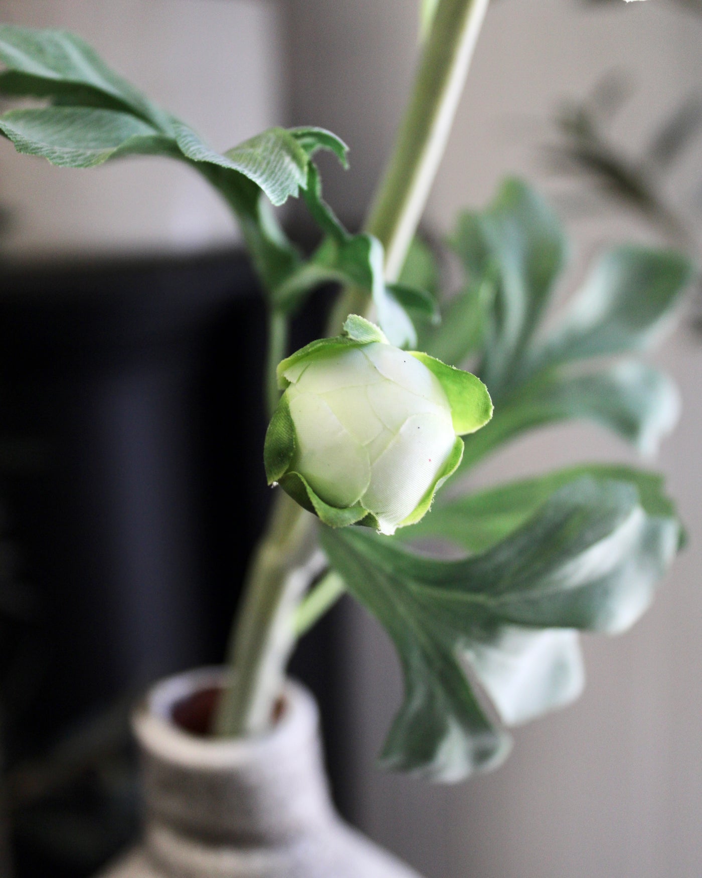 Cream Ranunculus Stem