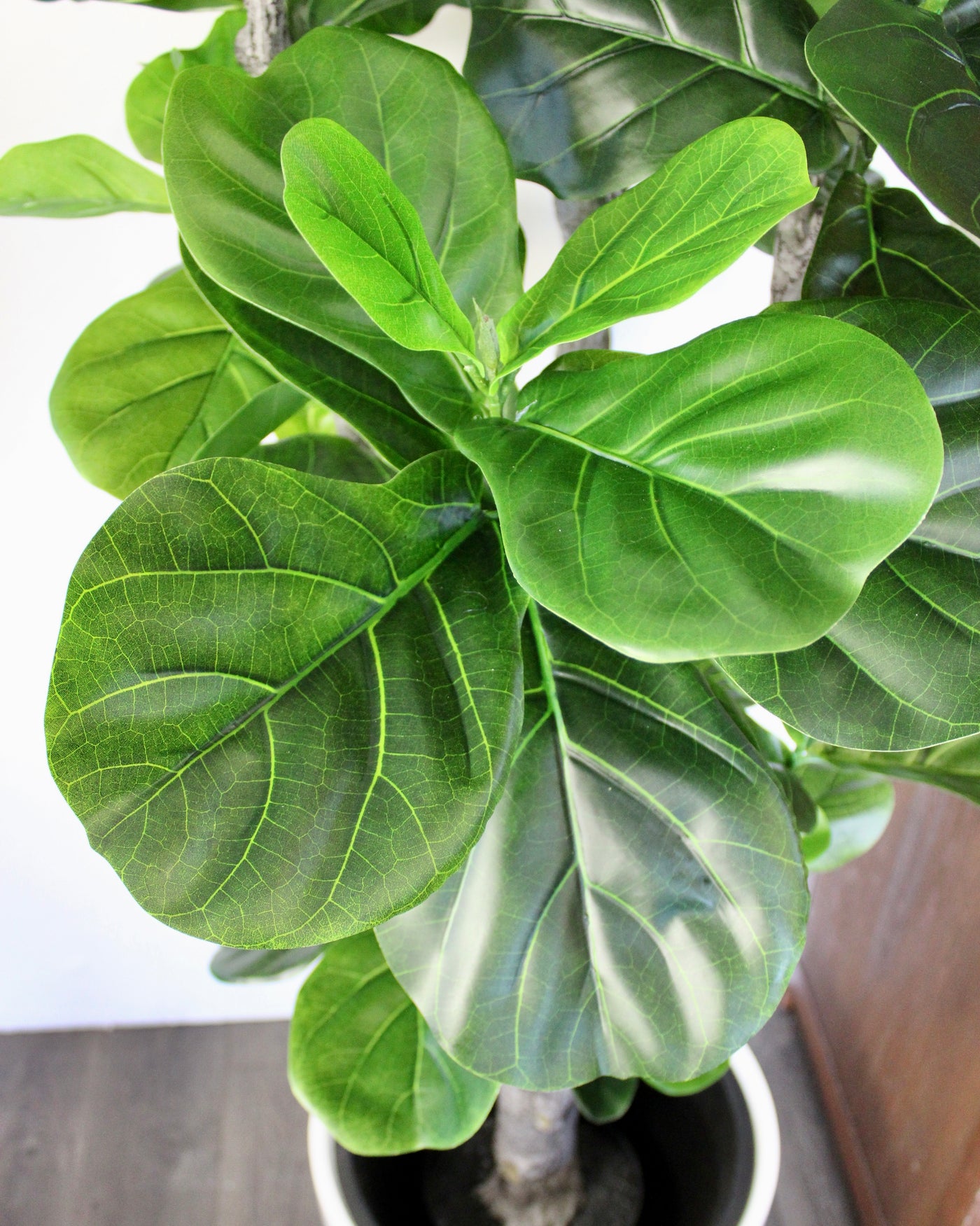 5’ Fiddle Leaf Fig Tree