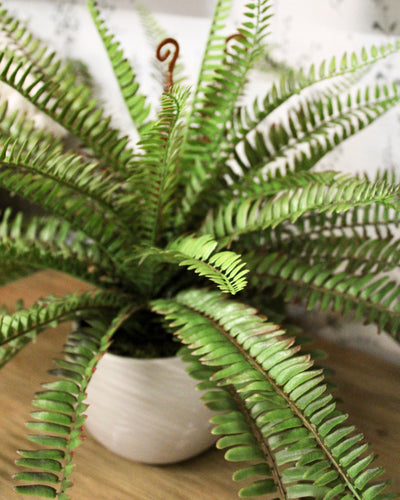 Sword Fern Bush