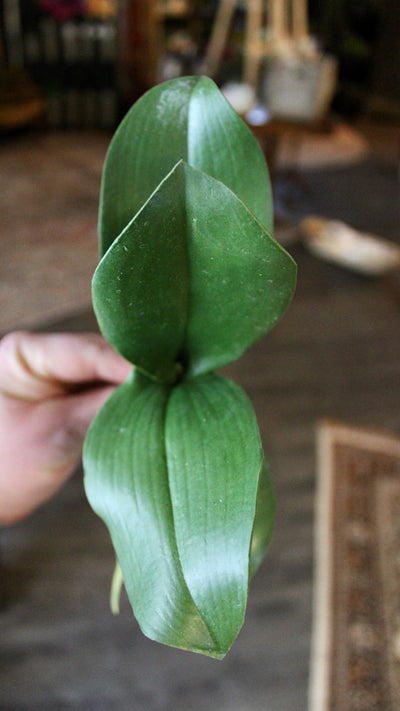 Phalaenopsis Orchid Leaf (small)