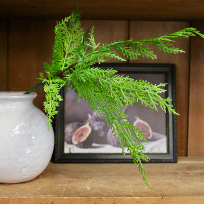 19” Western Cedar Spray