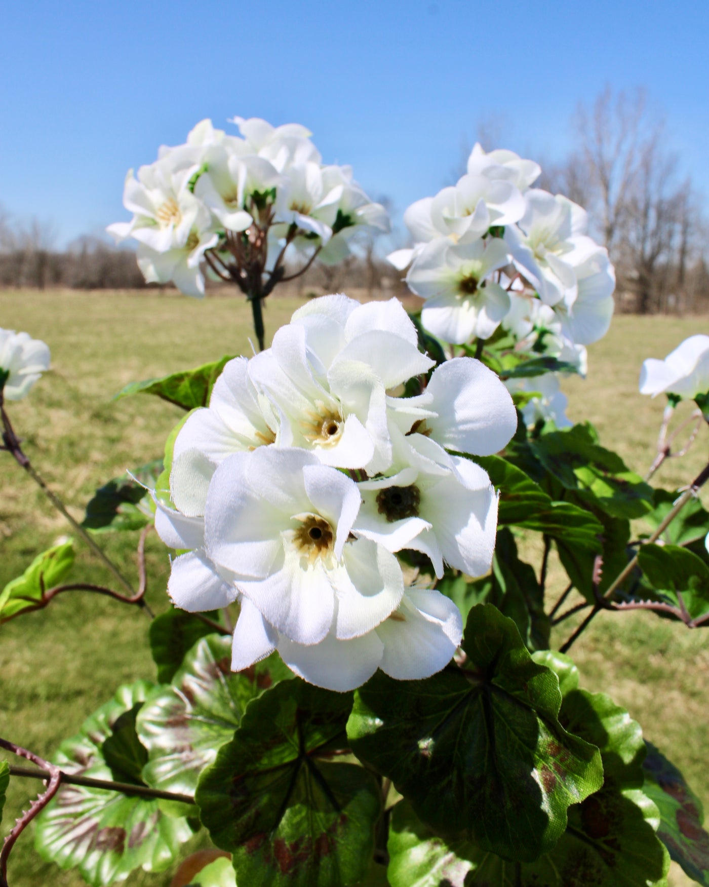 Upright Geranium Bush White