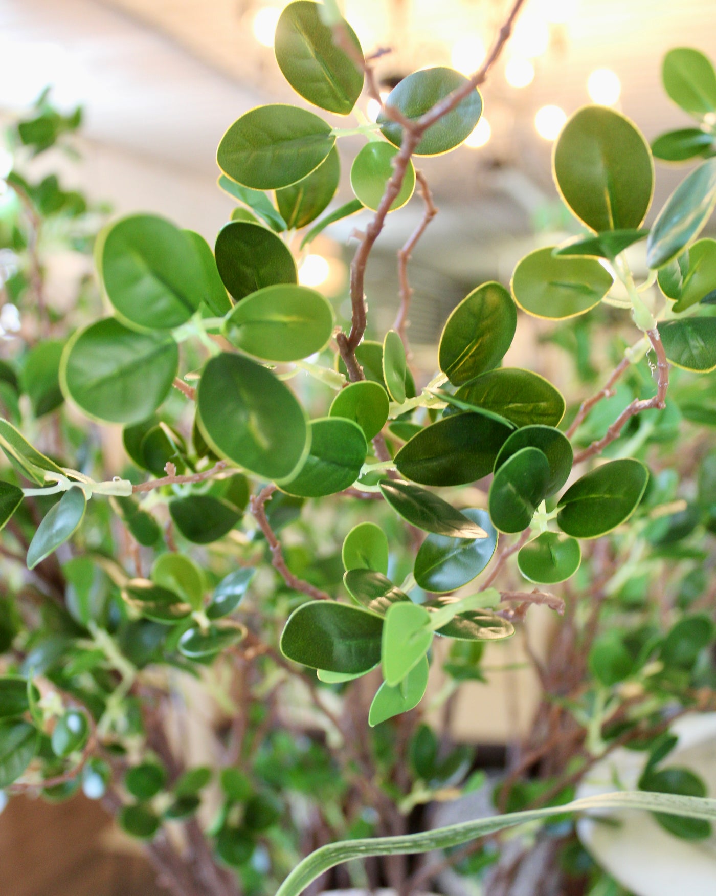 Mini Leaf Ficus Spray