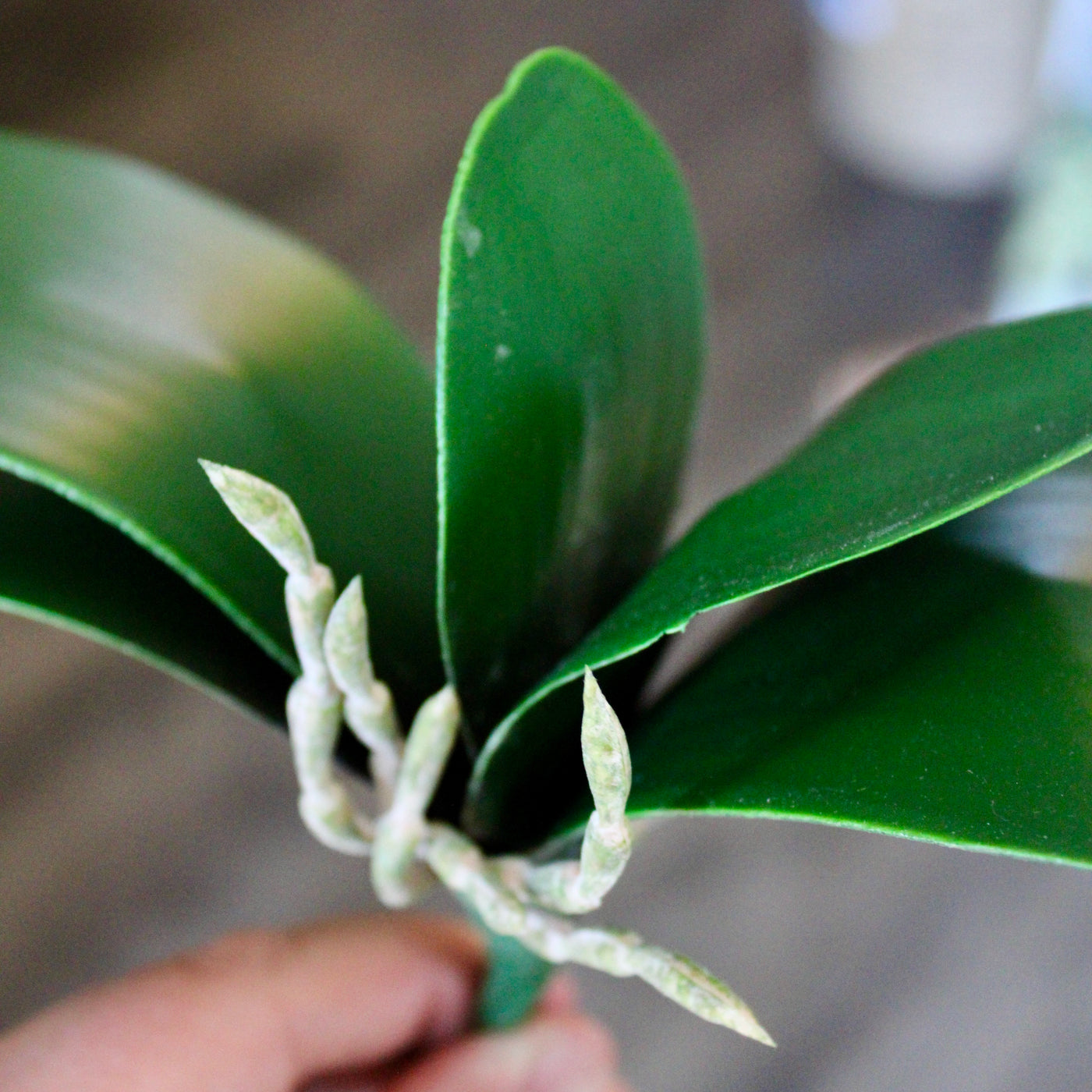 Orchid Leaf