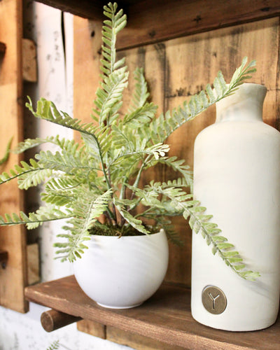 Potted Frosted Fern