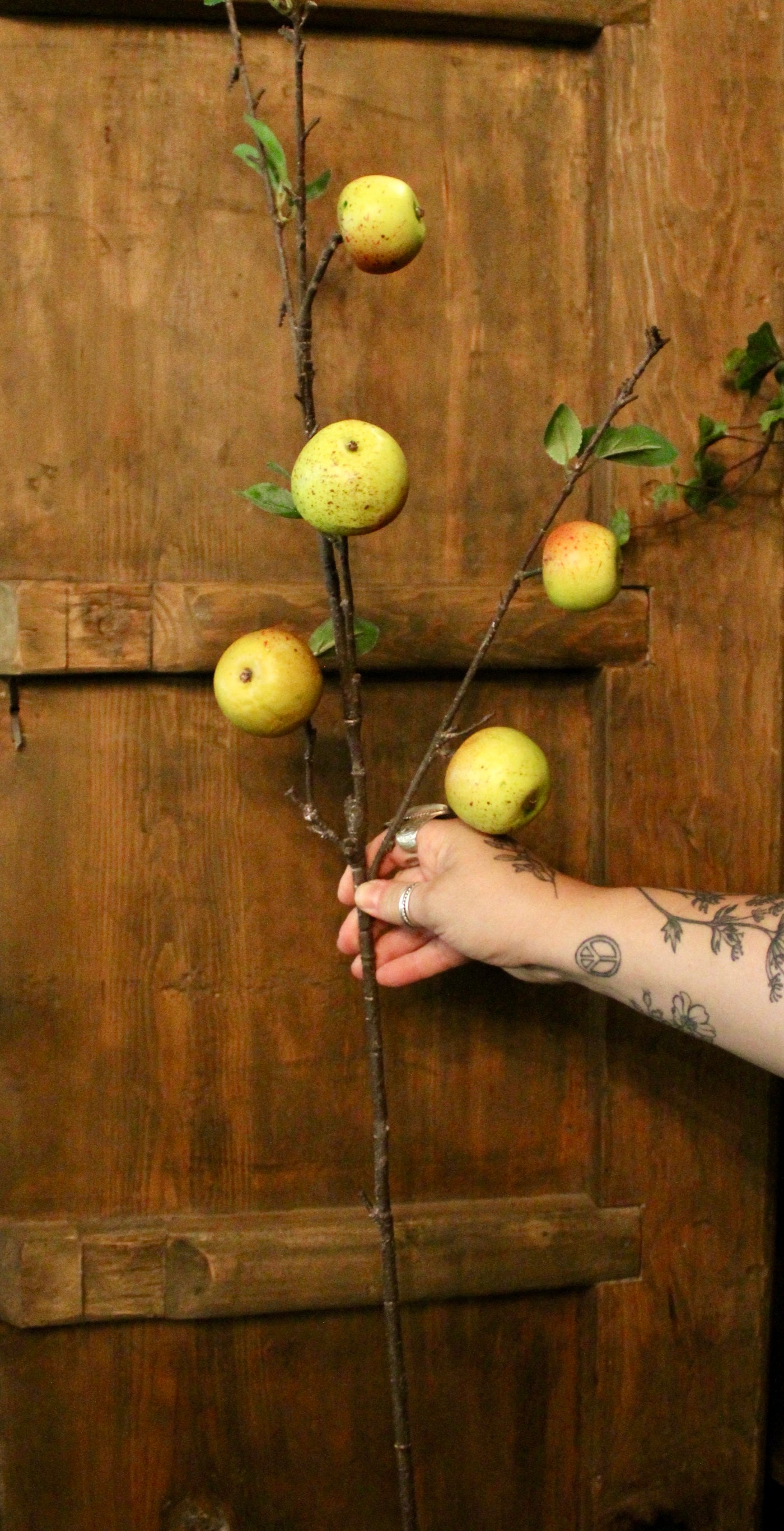 Apple Branch