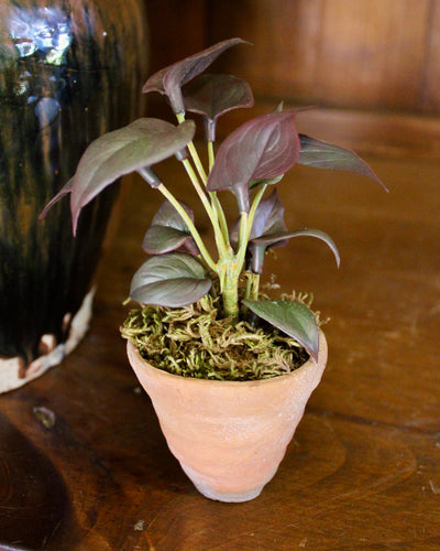 Potted Burgundy Mini Philo Sprig