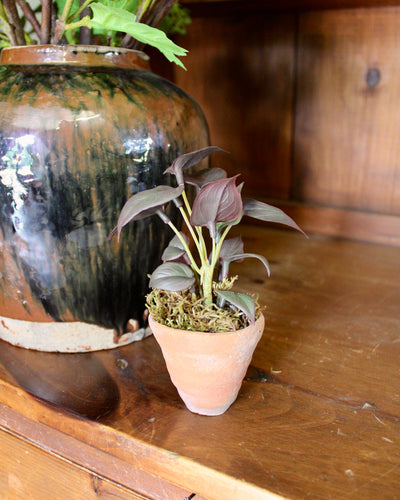 Potted Burgundy Mini Philo Sprig