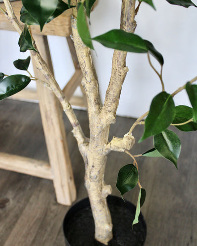 6’ Benjamina Ficus Tree