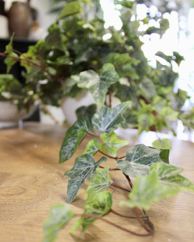 Potted Frosted Green Ivy Bushes