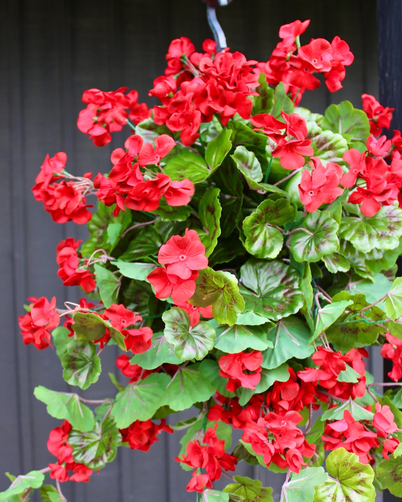 Red Geranium Hanging Basket