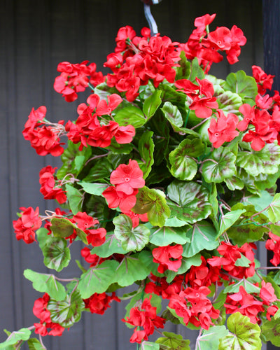Red Geranium Hanging Basket