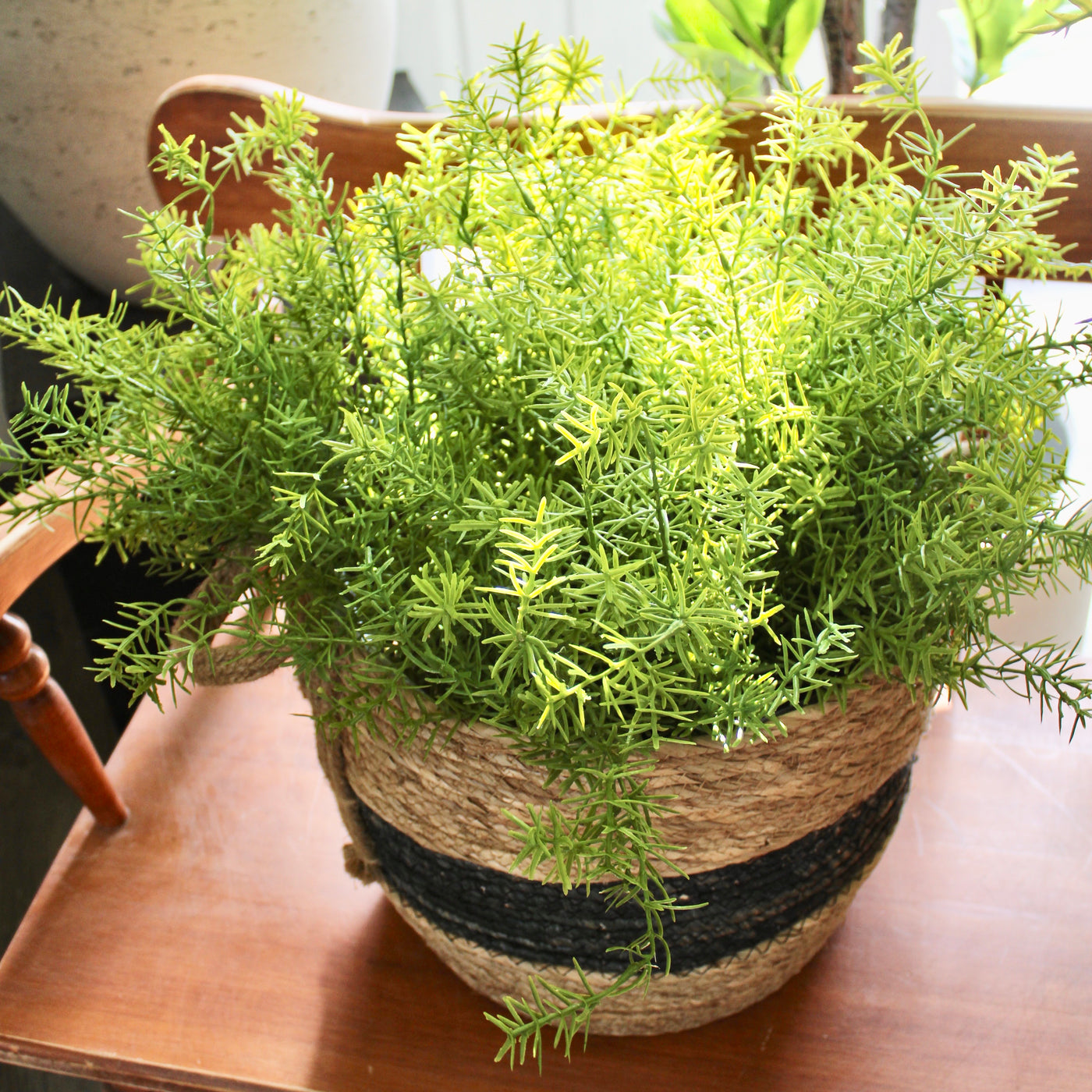 Asparagus Fern