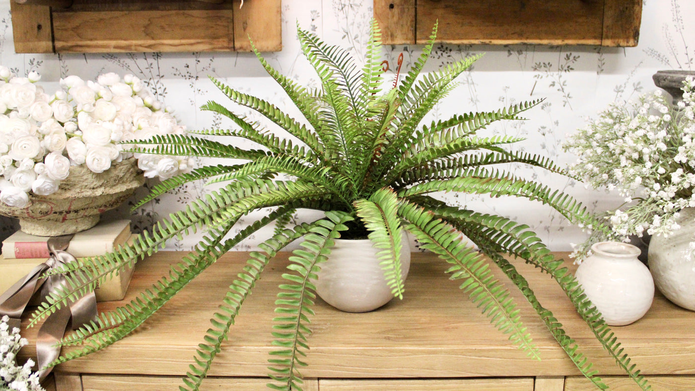 Sword Fern Bush