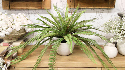 Sword Fern Bush