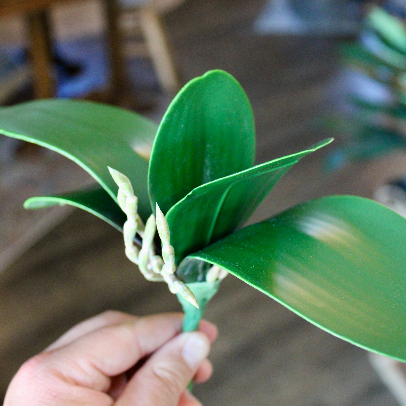 Orchid Leaf