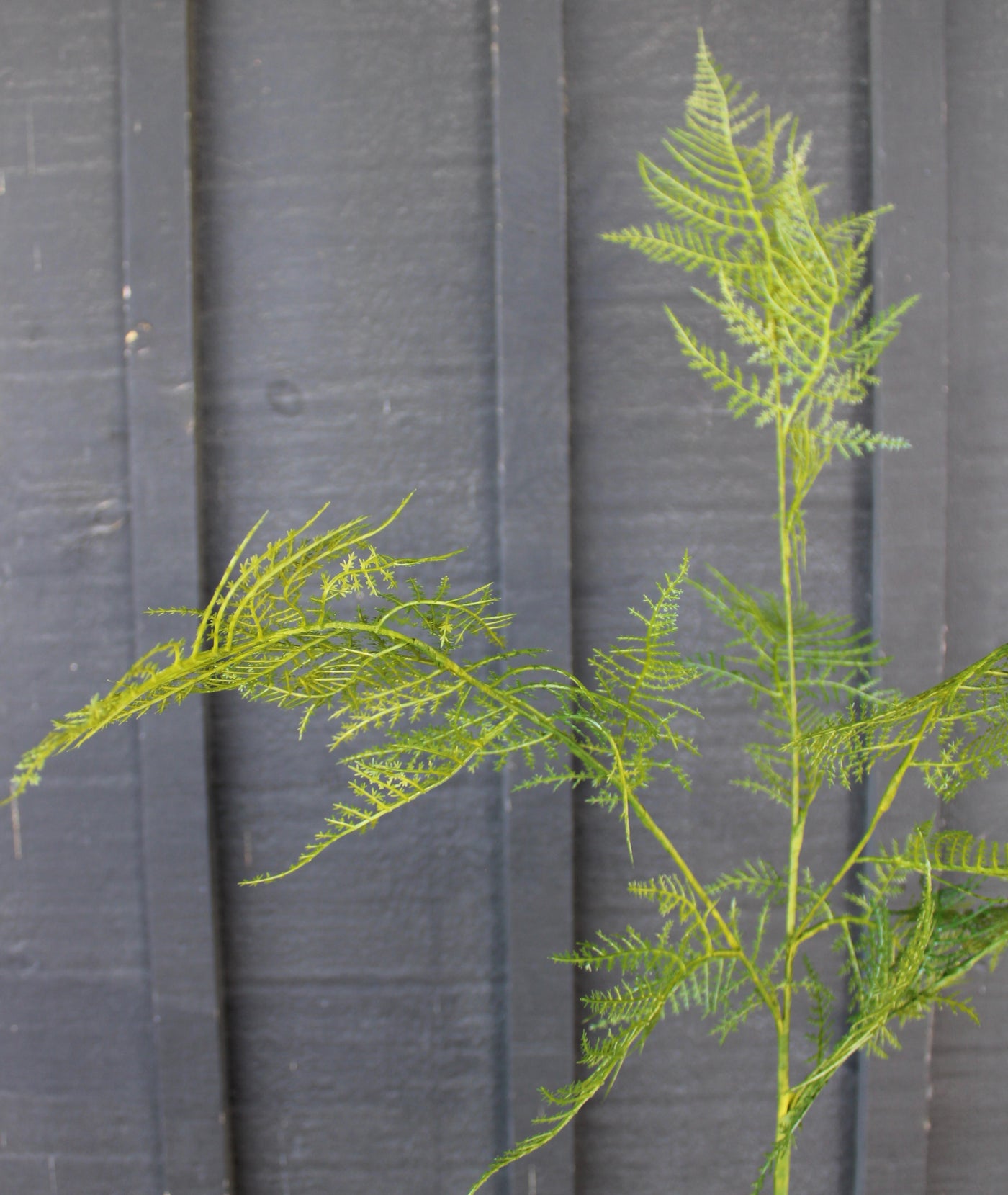 Feather Fern Spray
