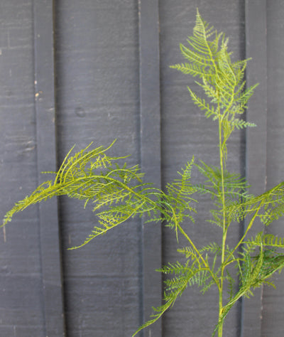 Feather Fern Spray