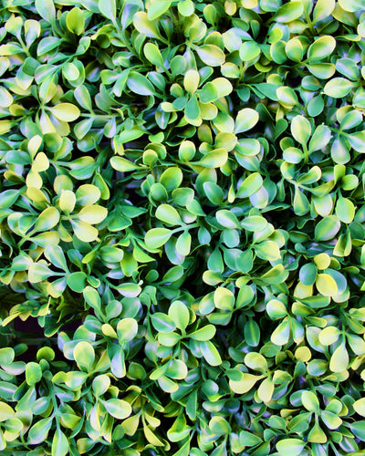 20” Boxwood Panel