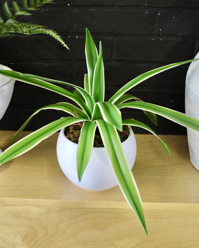 Potted Spider Plant