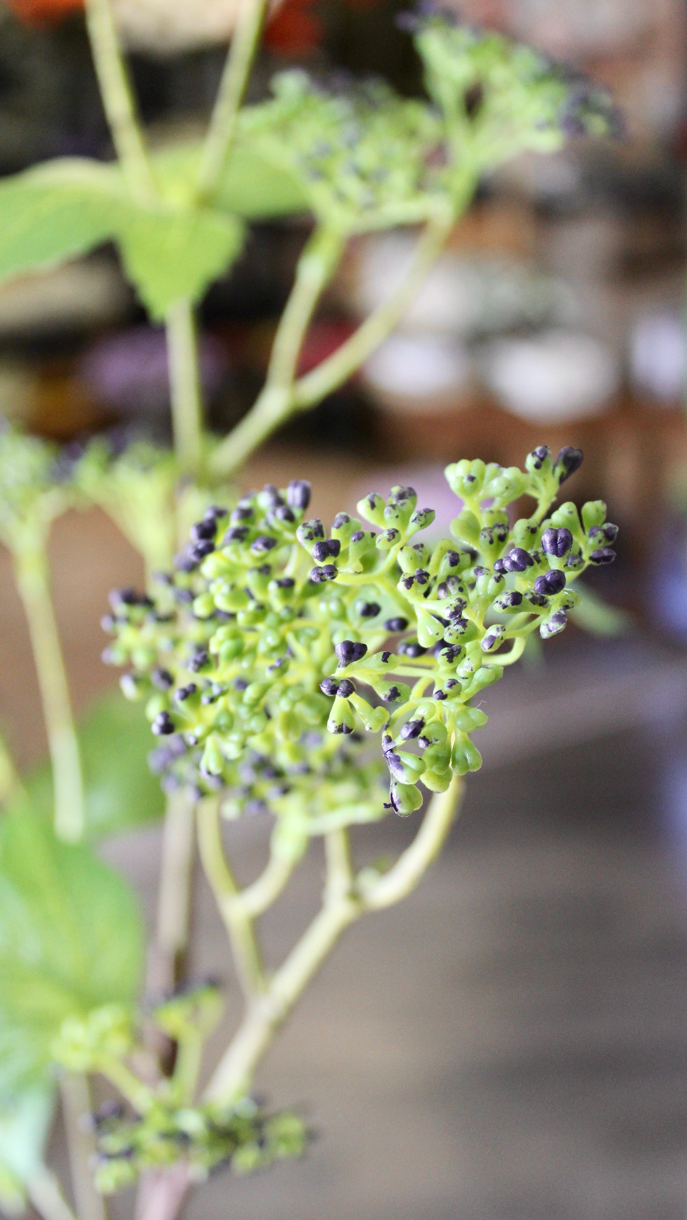 Budding Branch