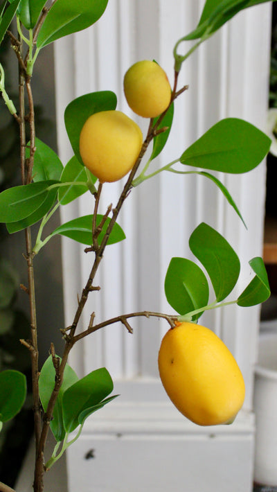 Lemon Branch