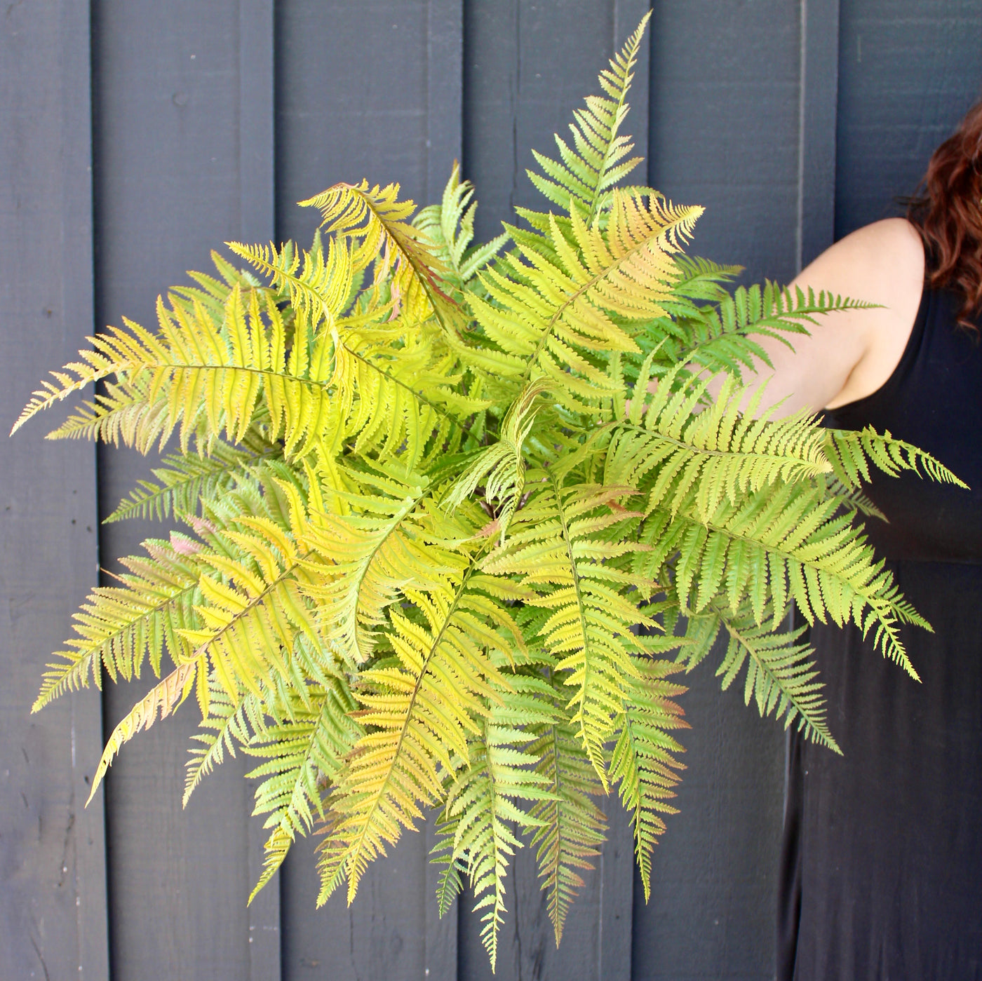 Green & Red Lady Fern Bush