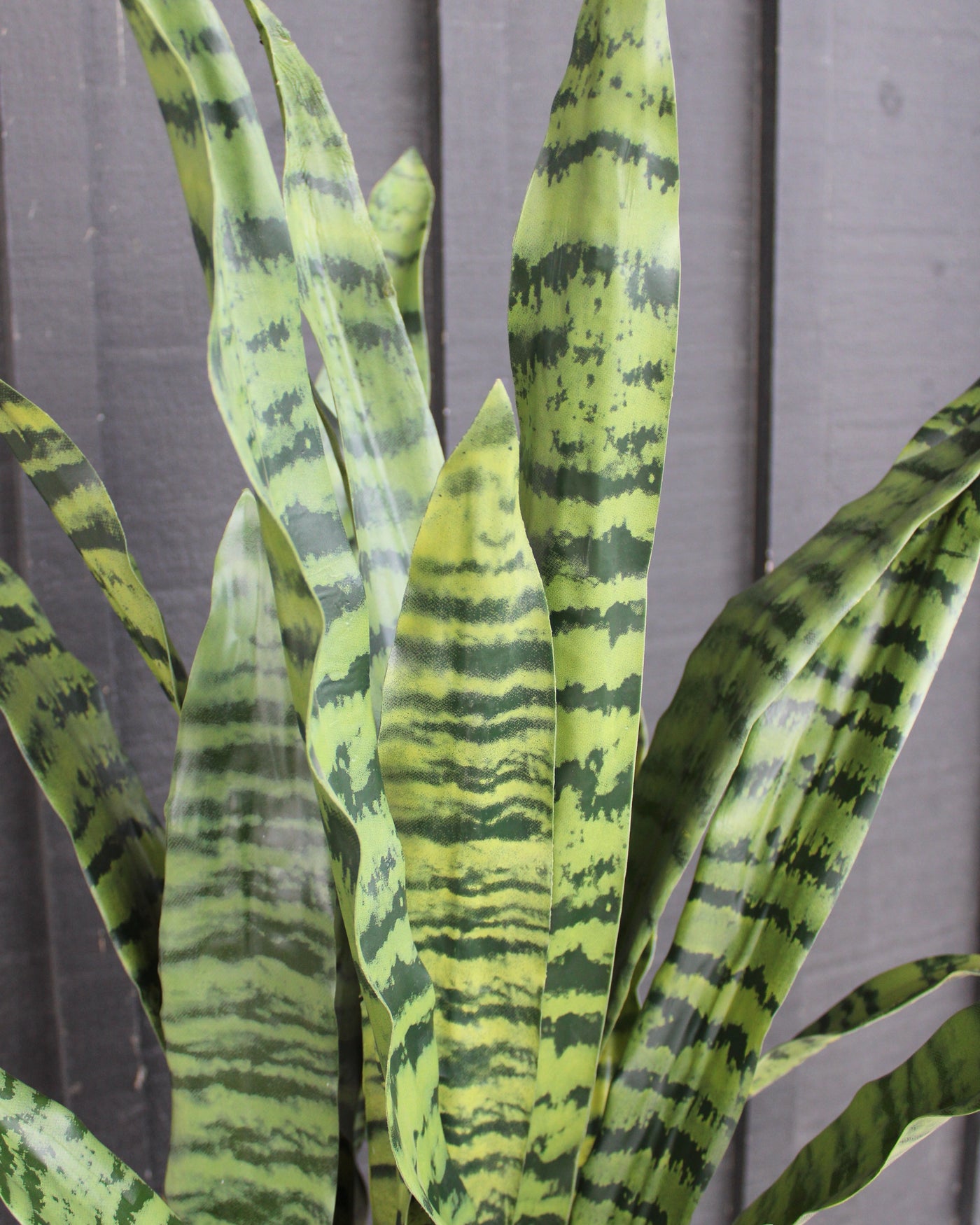 35” Sansevieria Plant