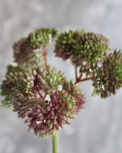 Mini Burgundy/Green Sedum