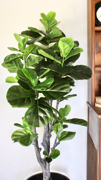 5’ Fiddle Leaf Fig Tree