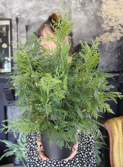 Potted 24” Fresh Touch White Cedar