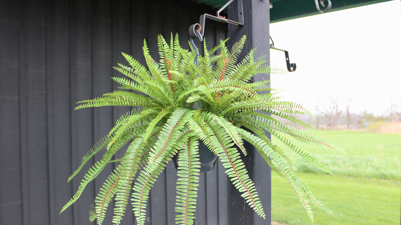 Sword Fern Hanging Basket/Drop-In