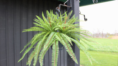 Sword Fern Hanging Basket/Drop-In