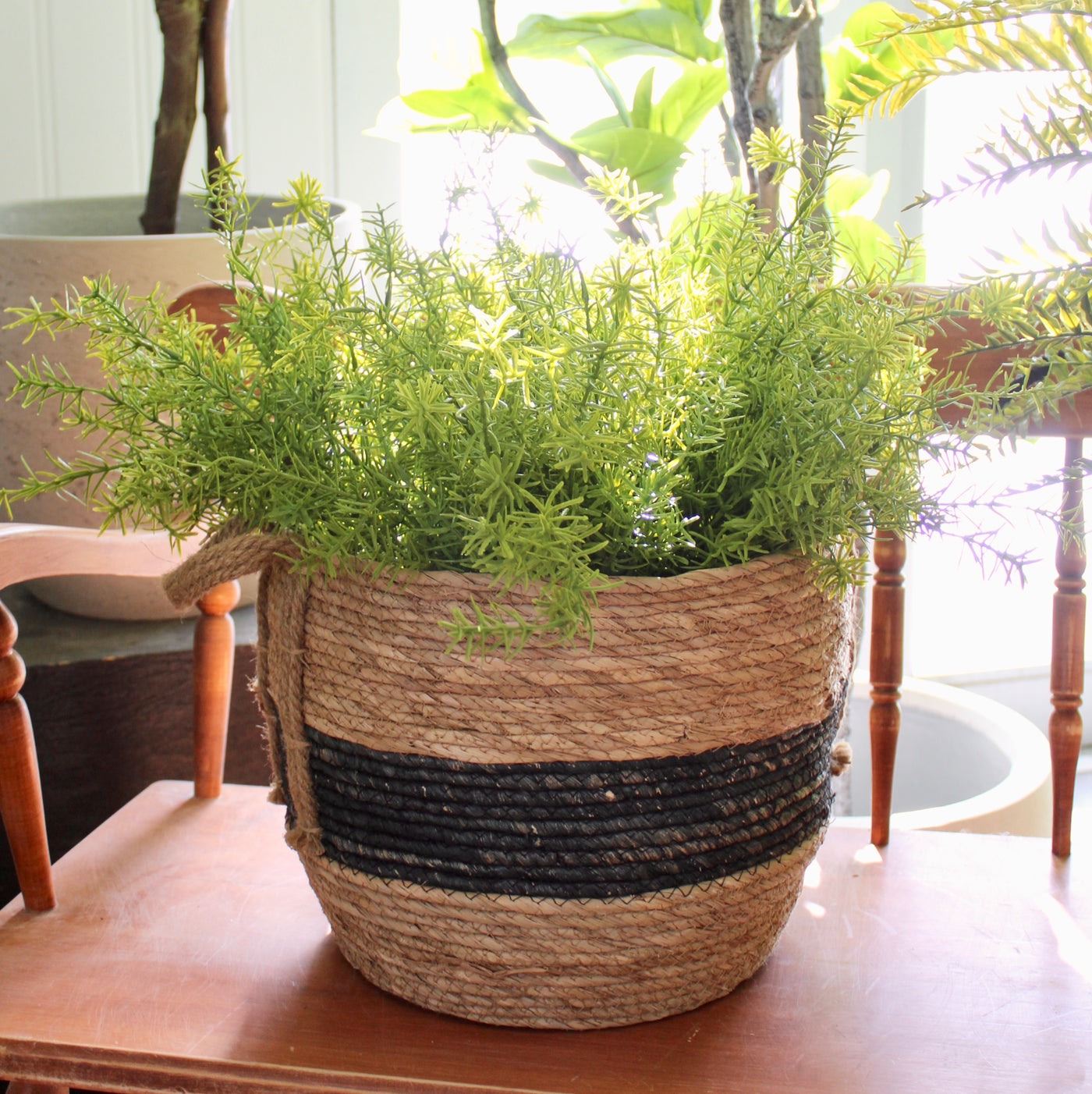 Asparagus Fern