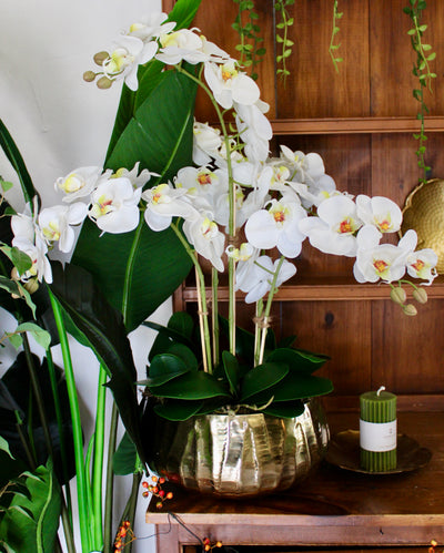 Large White Phalaenopsis Orchid Stem