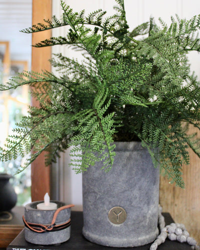Potted Creeping lace Fern
