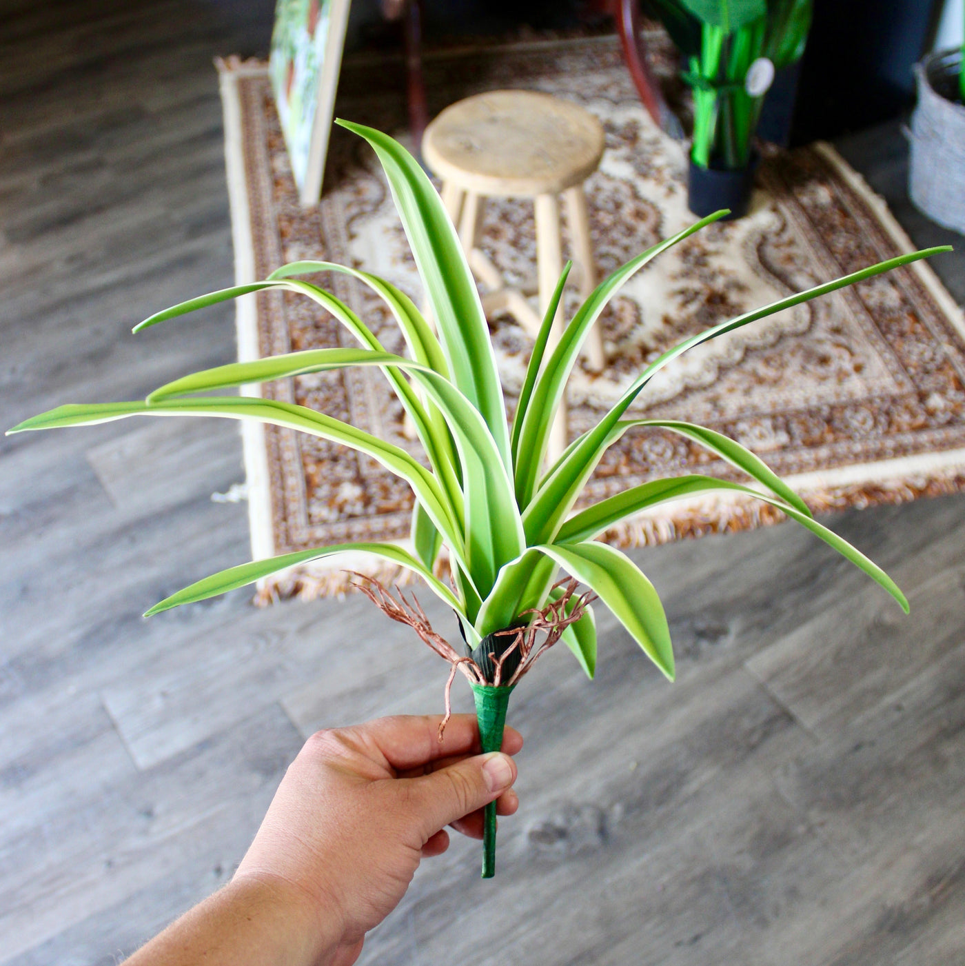 Spider Plant