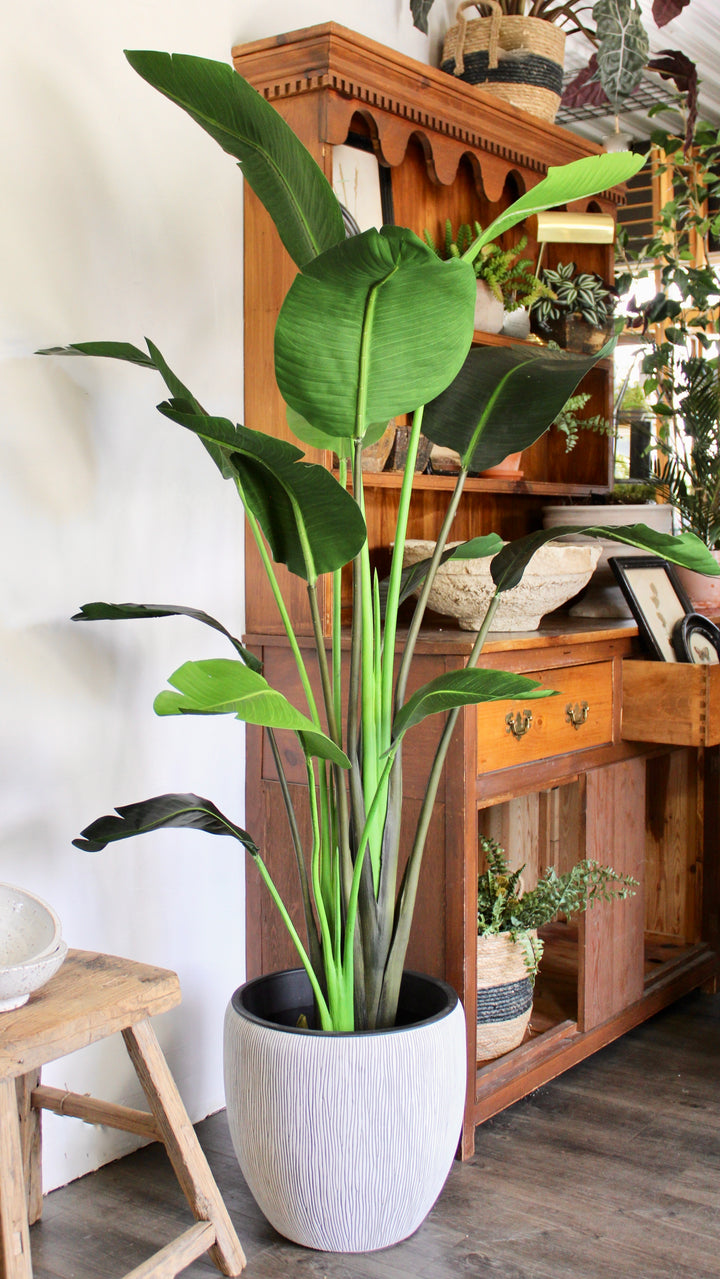 vitamin RHirotaka bird of paradise vitamin RHirotaka bird of paradise 5 Indoor Sun Tropical