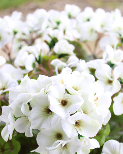Geranium Drop-In White